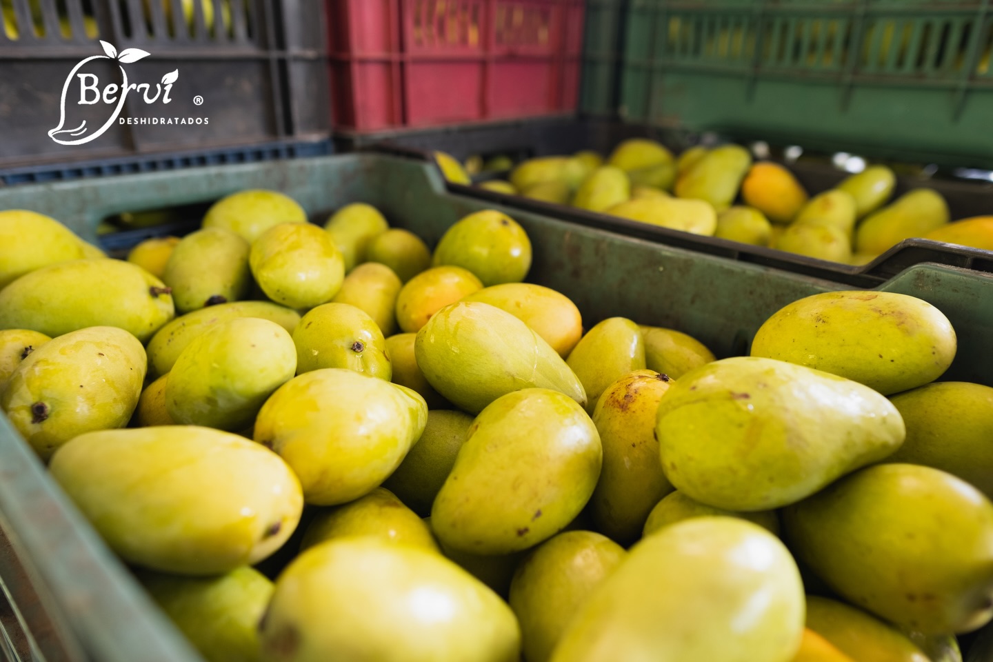 mangos
